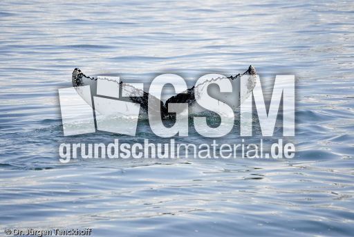 Buckelwal (56 von 57).jpg